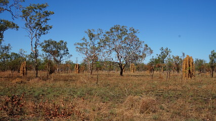 Termiten in Nordaustralien