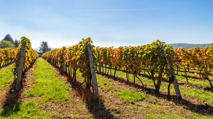 Obraz premium Beautiful vineyard under deep blue sky