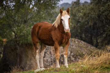 Obraz premium Horse in a field in Dehesa de la Luz. Extremadura.