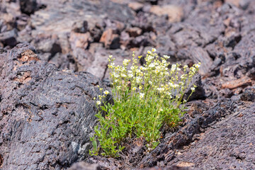 A Cinquefoil flower growing out of the lava rock at the Craters of the Moon National Monument and Preserve in Idaho.