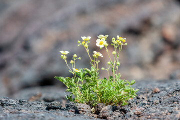 A Cinquefoil flower growing out of the lava rock at the Craters of the Moon National Monument and Preserve in Idaho.