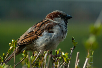 a sparrow sitting on a branch