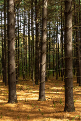 Beautiful and vibrant fall/autumn colors in the forest.  Sand Ridge State Forest, Illinois, USA.