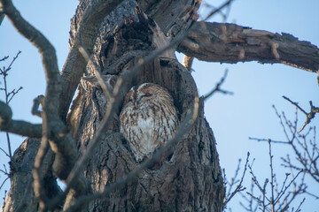 A Eurasian Tawny Owl (Strix aluco) in a tree