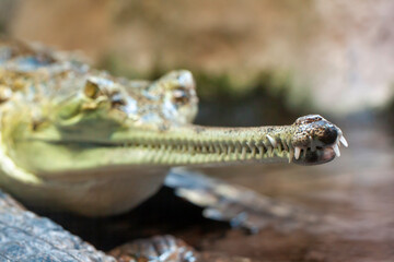 
the head of a wild adult green gavial and his mouth full of sharp teeth in the water in nature during the day