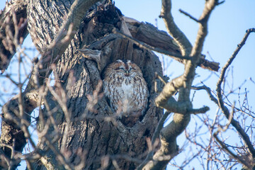 A Eurasian Tawny Owl (Strix aluco) in a tree