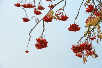 Orange red berries of a mountain ash tree (Sorbus aucuparia) in autumn against a bright blue sky, copy space