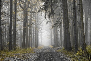 Ścieżka we mgle