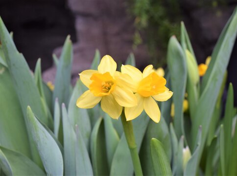 Blooming Yellow Daffodil Flower with Two Twin Flowers on one Stem at a Botanic Garden