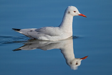 Slender-billed Gull (Chroicocephalus genei), adult swimming in calm sea with water refelexion, Sardinia, Italy