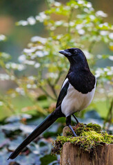 Magpie (Pica pica) sitting on mossy fence pole in garden, Bavaria, Germany