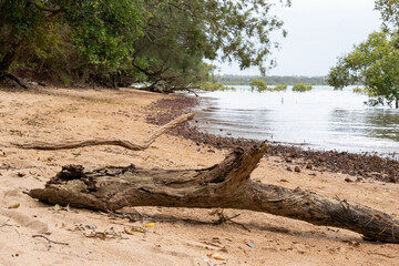 Hidden beach among the mangroves