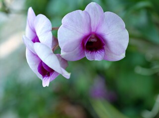 Closeup purple orchid flower cooktown ,Dendrobium bigibbum plants and soft focus on violet blurred...
