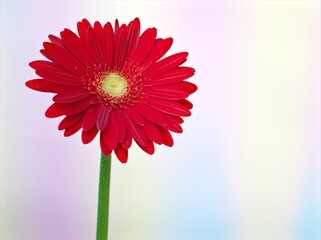 Closeup red daisy flower petals Transvaal Gerbera flower plants in garden and green blurred...