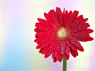 Closeup red daisy flower petals Transvaal Gerbera flower plants in garden and green blurred...