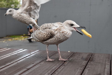 Seagull is catching the chips in the mid air