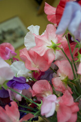 Close up of Sweet Pea flowers (Lathyrus odoratus) indoors