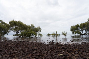 Mangroves at low tide on a cloudy day