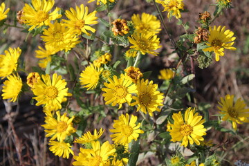 Wild yellow flowers bloom near the shore