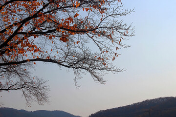 단풍잎