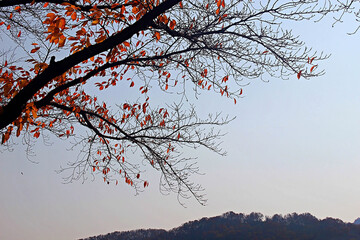 단풍잎