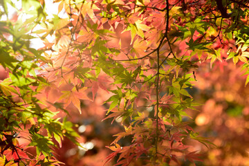 曽木公園の紅葉