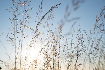 Fototapeta na wymiar Grass stalks under bright blue sky. Relaxing view of grain straws in nature.