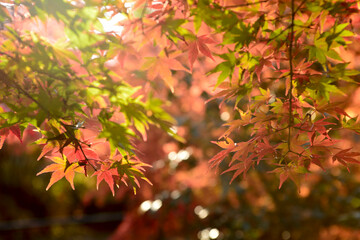 曽木公園の紅葉