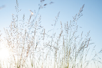 Grass stalks under bright blue sky. Relaxing view of grain straws in nature.
