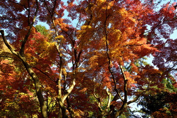 曽木公園の紅葉