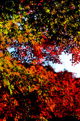 曽木公園の紅葉