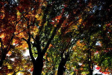 曽木公園の紅葉