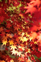 曽木公園の紅葉