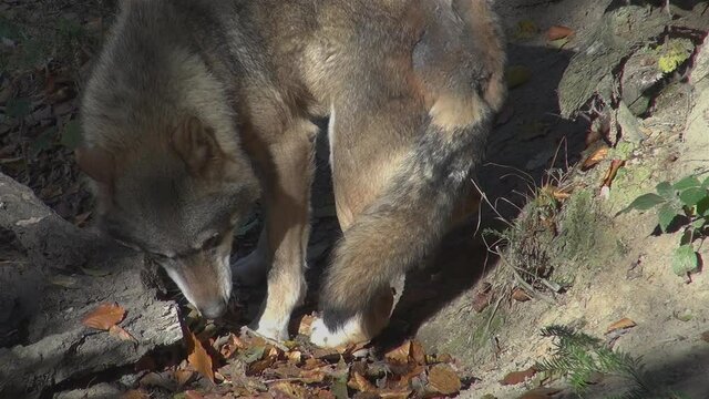 Wolves in autumn, the behavior of isolated wolves in the forest, videos filmed with video denoiser