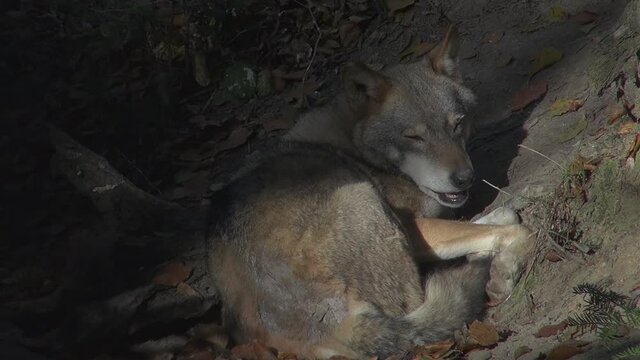 Wolves in autumn, the behavior of isolated wolves in the forest, videos filmed with video denoiser