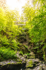 Naklejka premium Forest karst sinkhole