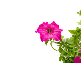 petunia, bright beautiful flowers with green leaves on a light background