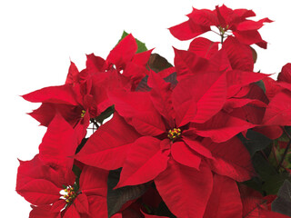 Poinsettia red Christmas flowers on white
