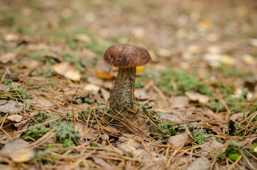 edible mushroom, white with a brown cap growing in the forest