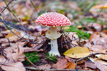 mushroom is not edible, mushroom with a red cap grows in the forest