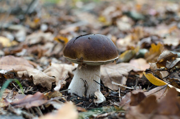 edible mushroom, white with a brown cap growing in the forest