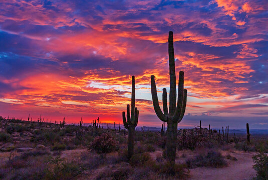 Sky on Fire Sunset With Saguaro Cactus In Scottsdale AZ