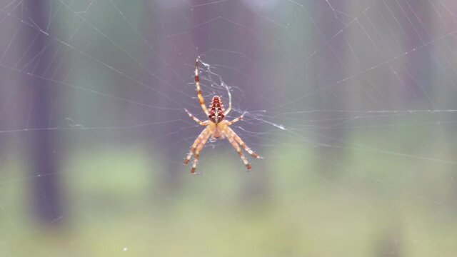 Cross spider on the web in the forest macro