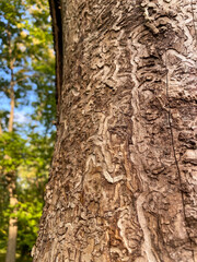 emerald ash borer, sinuous carvings dug by the larvae on a tree trunk