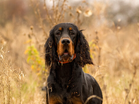 Hunting dog in the field Gordon Setter