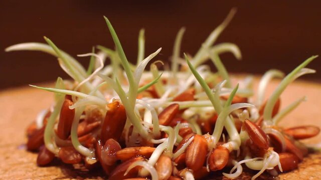 Wheat sprouts in macro rotating 