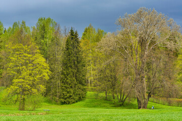 Fototapeta premium Russia_St._Petersburg_Parks_Spring_Pavlovsk_Trees