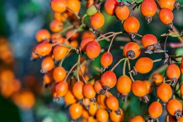 Ripe rosehip berries on the bushes in autumn. Close up. October, 2020.