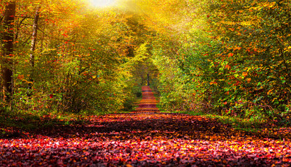 lonely path in a colorful autumn forest in the sunlight