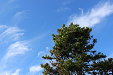 Pine tree branches with blue sky in fall